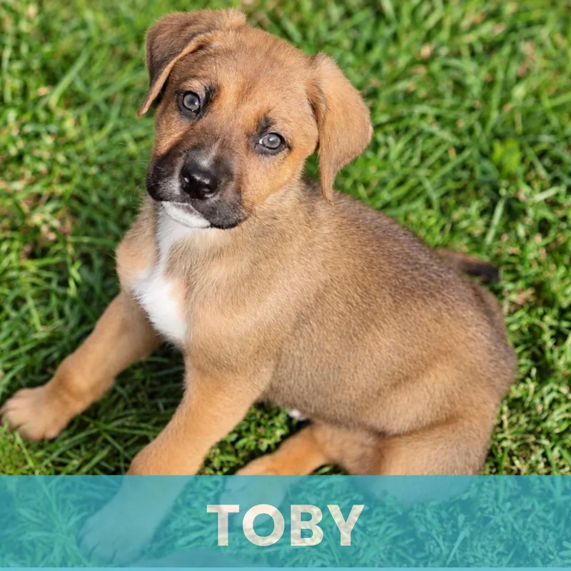 Toby thumbnail 4