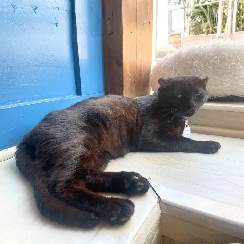 An adult medium-sized male Domestic Short Hair cat named Rumpled for adoption in Brooklyn, NY