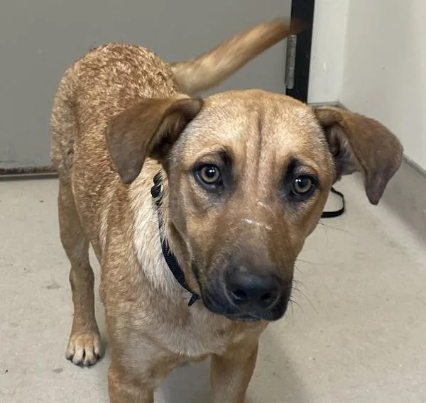 A young medium-sized female Shepherd dog named Piper for adoption in El Cajon, CA