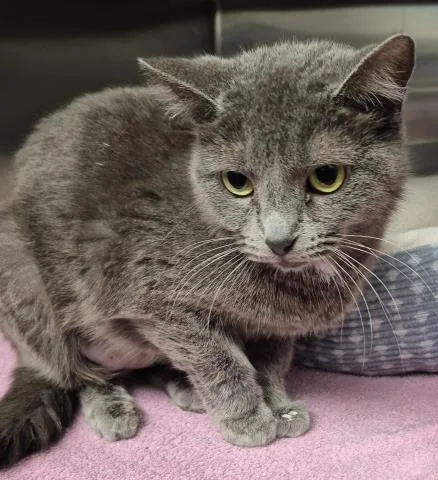 A young small-sized female Domestic Short Hair cat named Jane for adoption in Decatur, IL