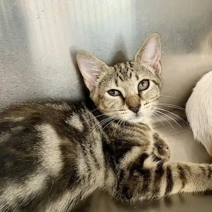 A baby medium-sized female Domestic Short Hair cat named Sumac for adoption in West Chester, PA