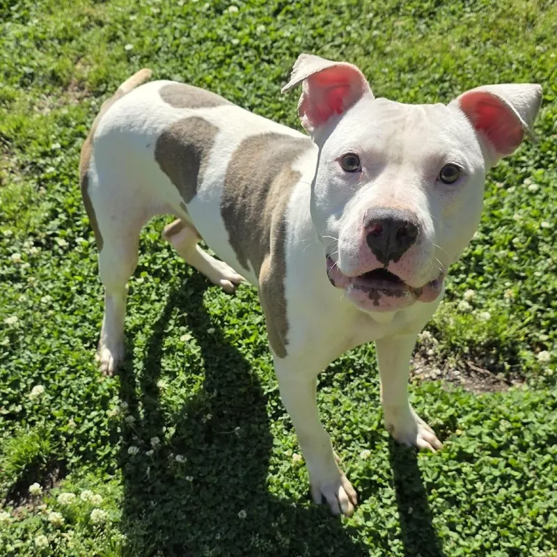 A young medium-sized male White / Cream Pit Bull Terrier dog named Cooper for adoption in Hamilton, GA