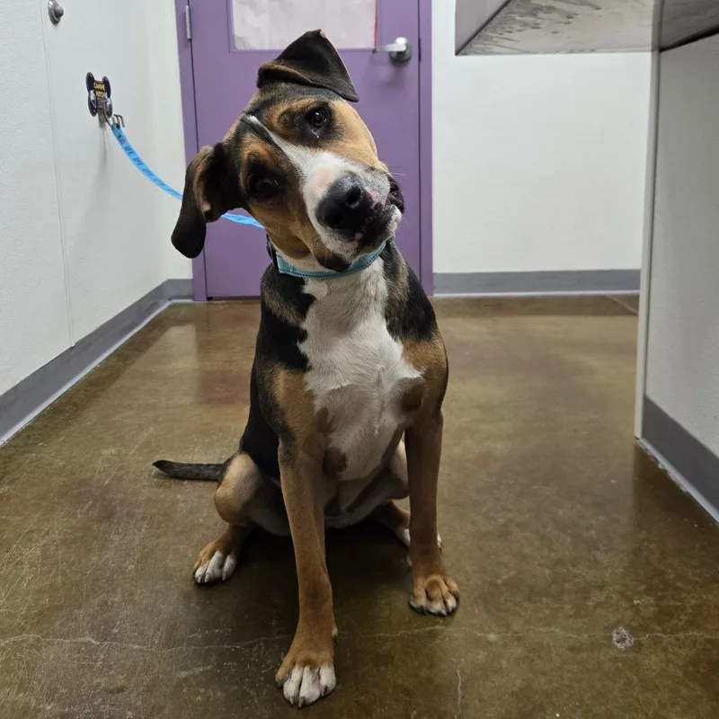 A young medium-sized female Black Cattle Dog dog named Andromeda for adoption in Albuquerque, NM