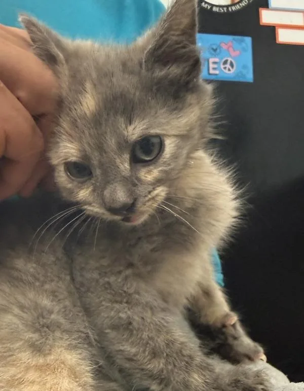 A baby small-sized female Domestic Short Hair cat named Eraser for adoption in Salisbury, MD