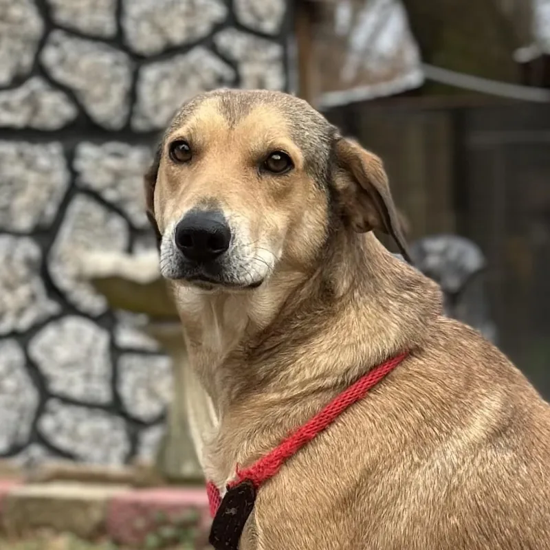 An adult medium-sized female Shepherd dog named Moodonna Lower Fee! for adoption in Locust Fork, AL