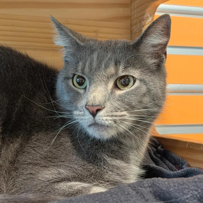 An adult medium-sized male Gray / Blue / Silver Domestic Short Hair cat named Sassy for adoption in Washington Township, OH