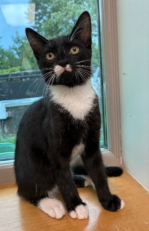 A young medium-sized male Black & White / Tuxedo Domestic Short Hair cat named Pumpernickel for adoption in Disputanta, VA