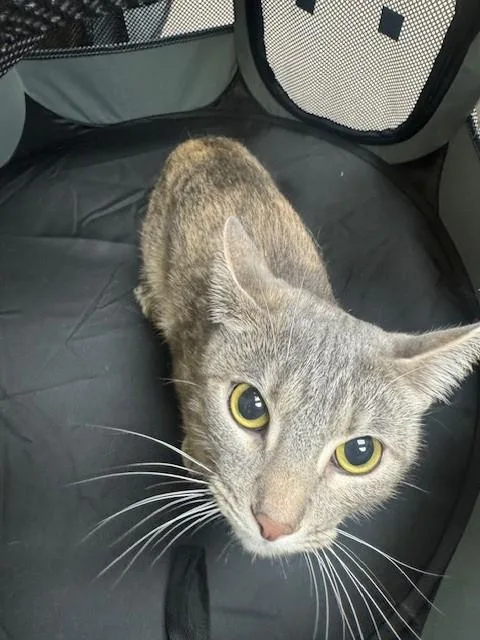 An adult medium-sized female Domestic Short Hair cat named Rosie for adoption in Burbank, CA
