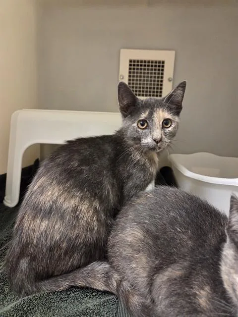 A baby small-sized female Domestic Short Hair cat named Daria for adoption in Statesville, NC