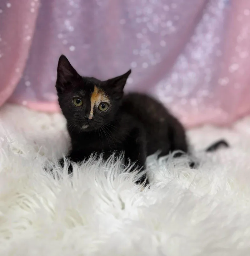A young medium-sized female Domestic Short Hair cat named Kymara for adoption in Clarkesville, GA