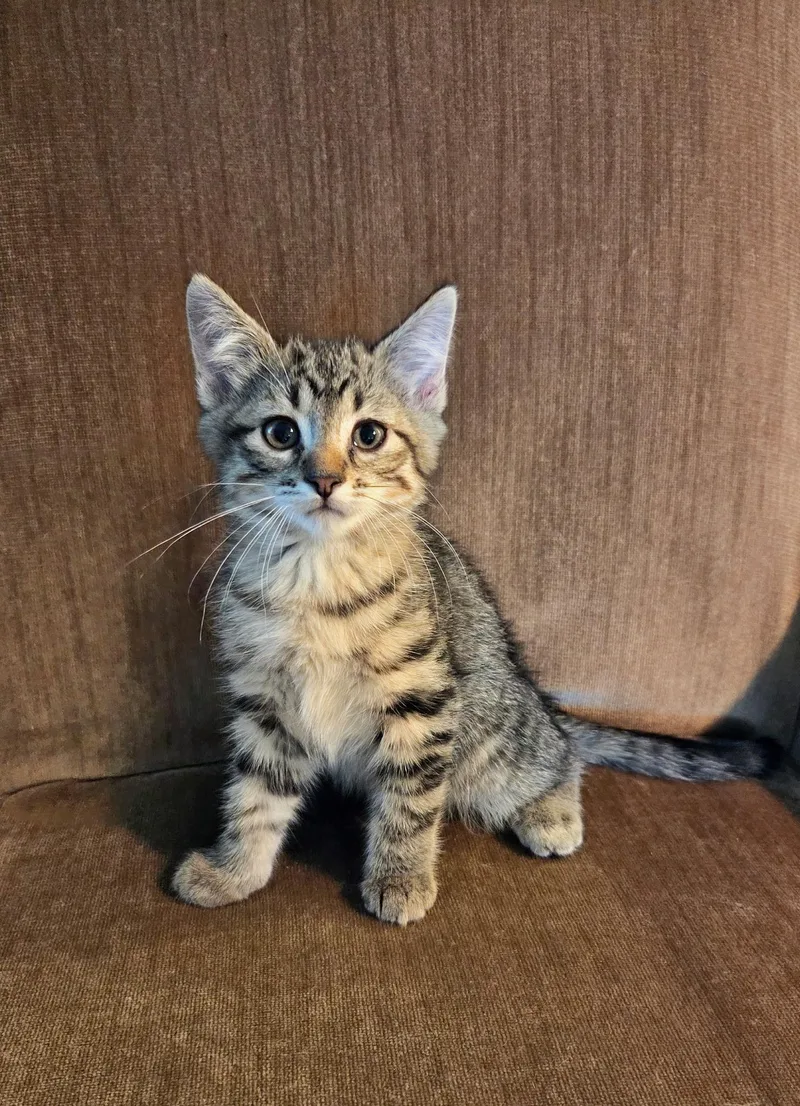 A baby medium-sized male Tabby (Buff / Tan / Fawn) Tabby cat named Shaggy for adoption in High Ridge, MO