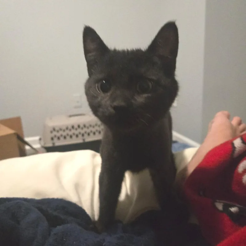 A young medium-sized female Black Domestic Short Hair cat named Muffin for adoption in Chapel Hill, NC