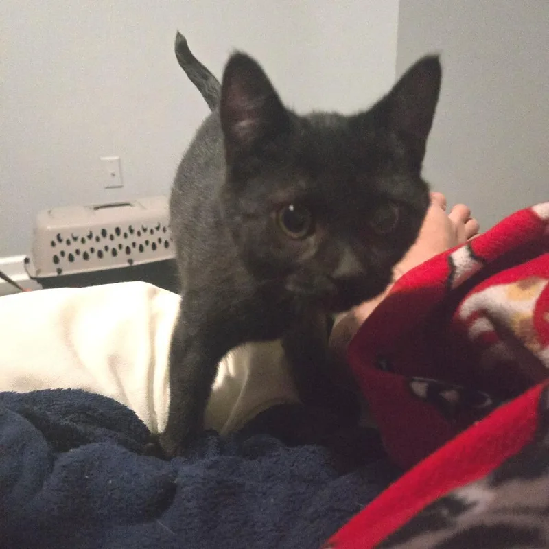 Muffin thumbnail 2