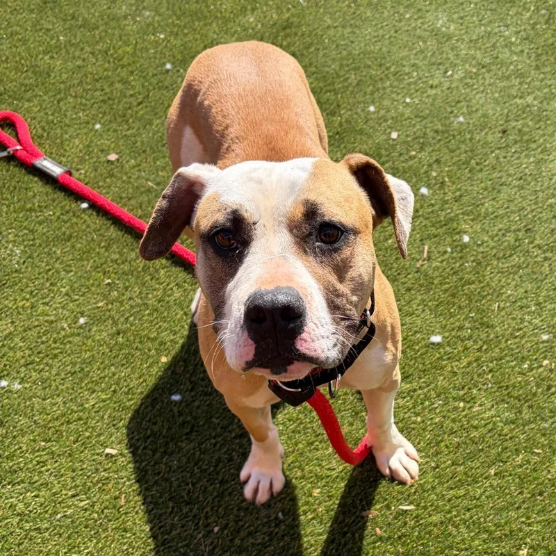 Bella Lee thumbnail 2