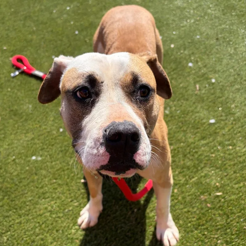 Bella Lee thumbnail 3