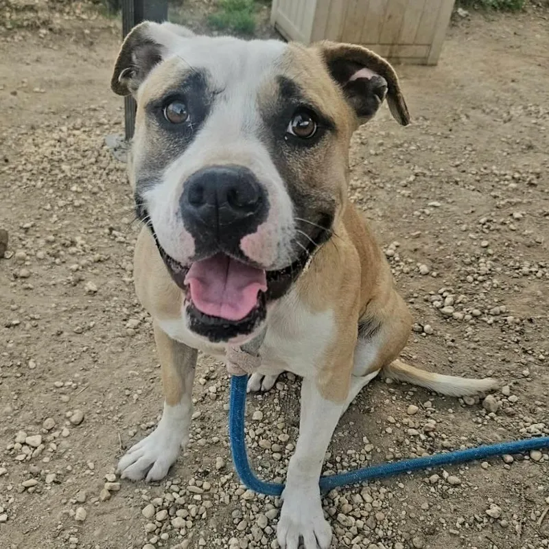 Bella Lee thumbnail 4