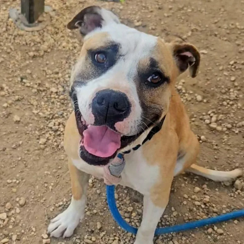 Bella Lee thumbnail 5