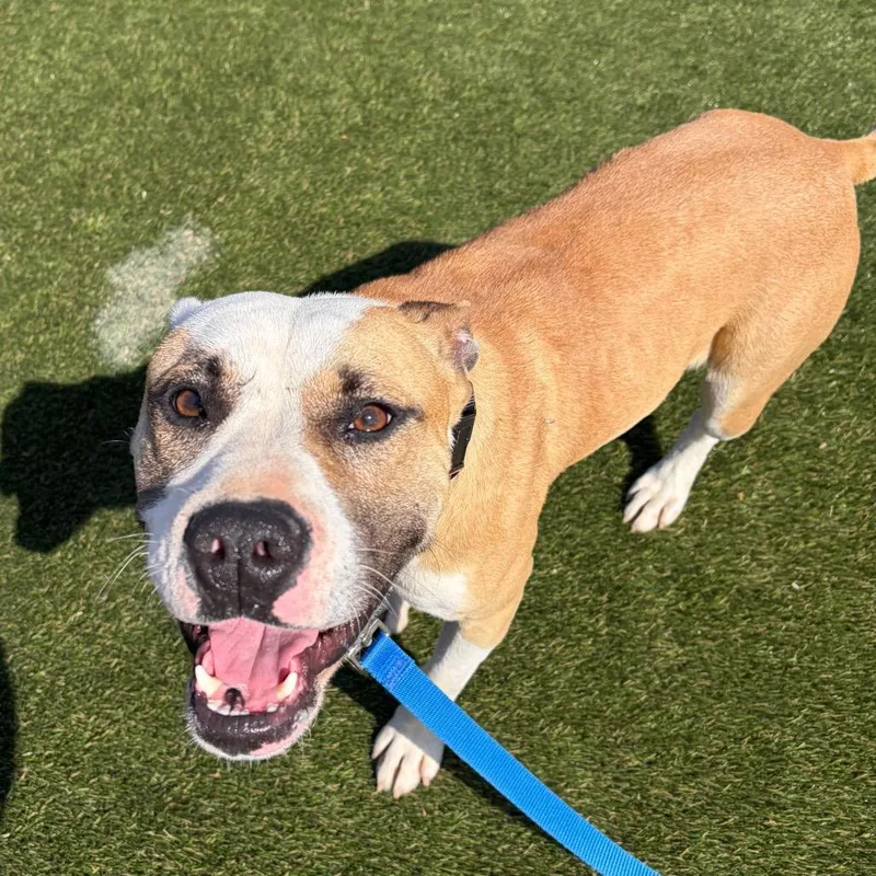 Bella Lee thumbnail 6