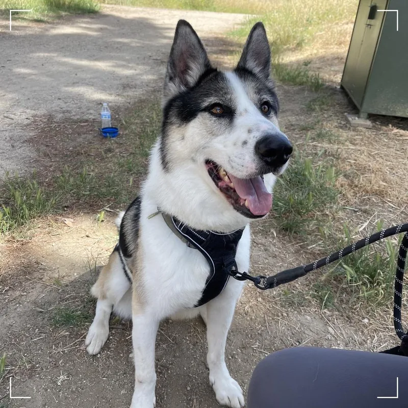 An adult large-sized male Black Siberian Husky dog named Benny for adoption in Upland, CA