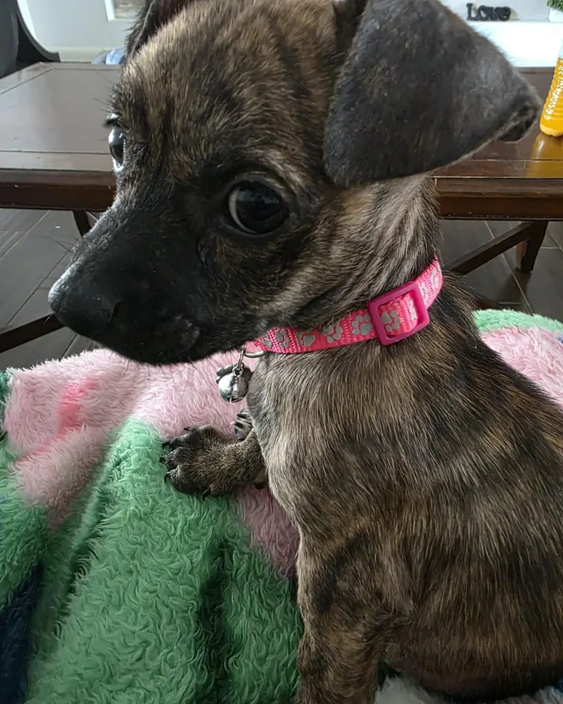 Precious