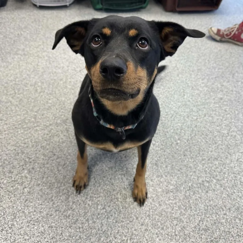 An adult medium-sized female Rottweiler dog named London for adoption in Monticello, IA