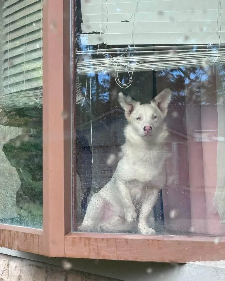 A young medium-sized male White / Cream Cardigan Welsh Corgi dog named Mr Fluff for adoption in Grove City, OH