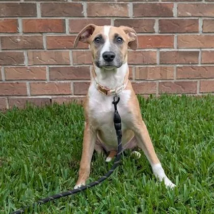 A baby medium-sized female Mixed Breed dog named Opal Annie for adoption in Savannah, GA