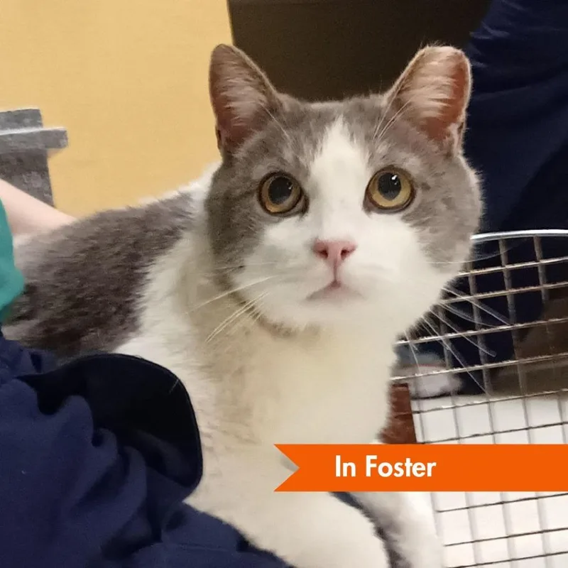A senior large-sized male White Domestic Short Hair cat named Tivoli for adoption in Baltimore, MD