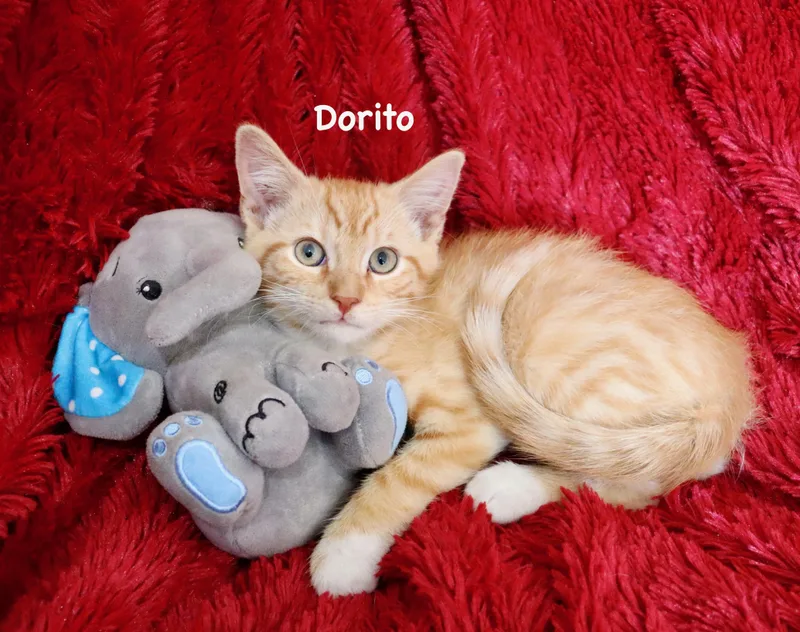 A baby medium-sized male Orange / Red Tabby cat named Dorito for adoption in Saint Augustine, FL