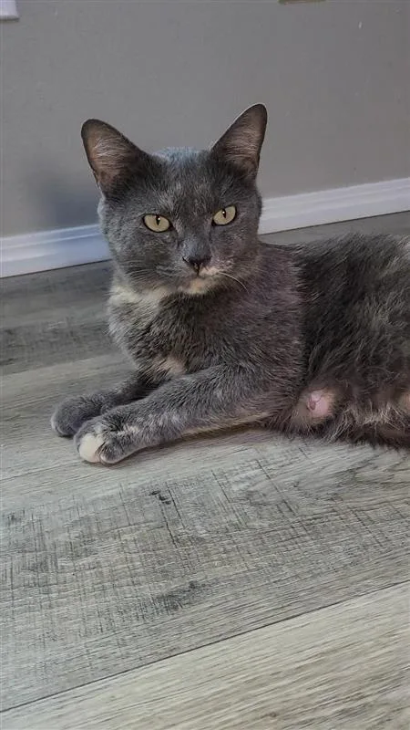 An adult small-sized female Domestic Short Hair cat named Yolanda for adoption in Fayetteville, AR