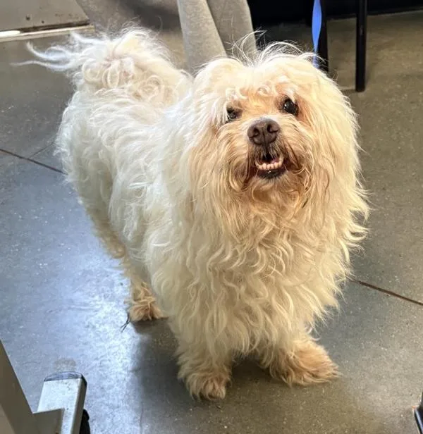 An adult small-sized male Maltese dog named Pen  Virgil for adoption in Lawrenceville, GA