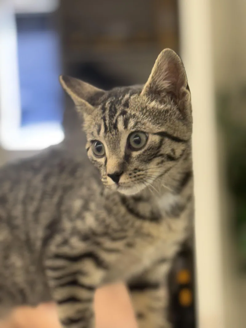 A baby medium-sized female Tabby (Buff / Tan / Fawn) Domestic Short Hair cat named Pistachio for adoption in Sonora, CA