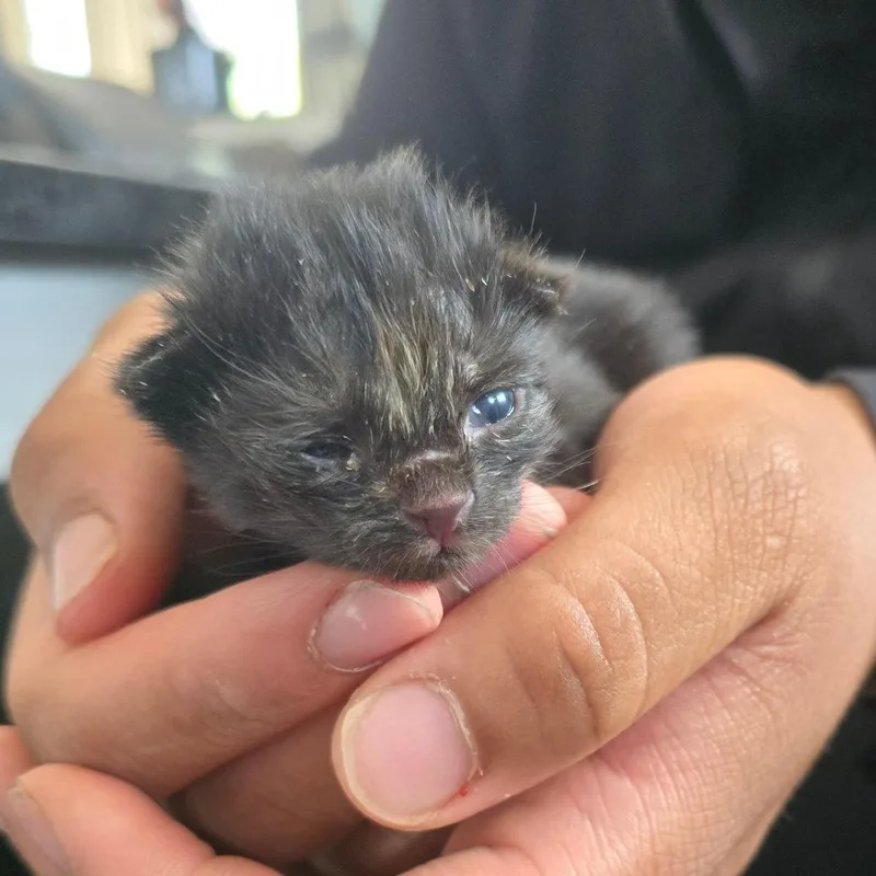 A baby small-sized female Tortoiseshell Domestic Short Hair cat named April for adoption in Waldorf, MD