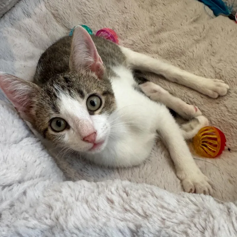 A baby small-sized male Brown / Chocolate Domestic Short Hair cat named Phil for adoption in Houston, TX