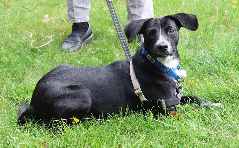 A baby small-sized female Black Chiweenie dog named Luna for adoption in Harrison, NY