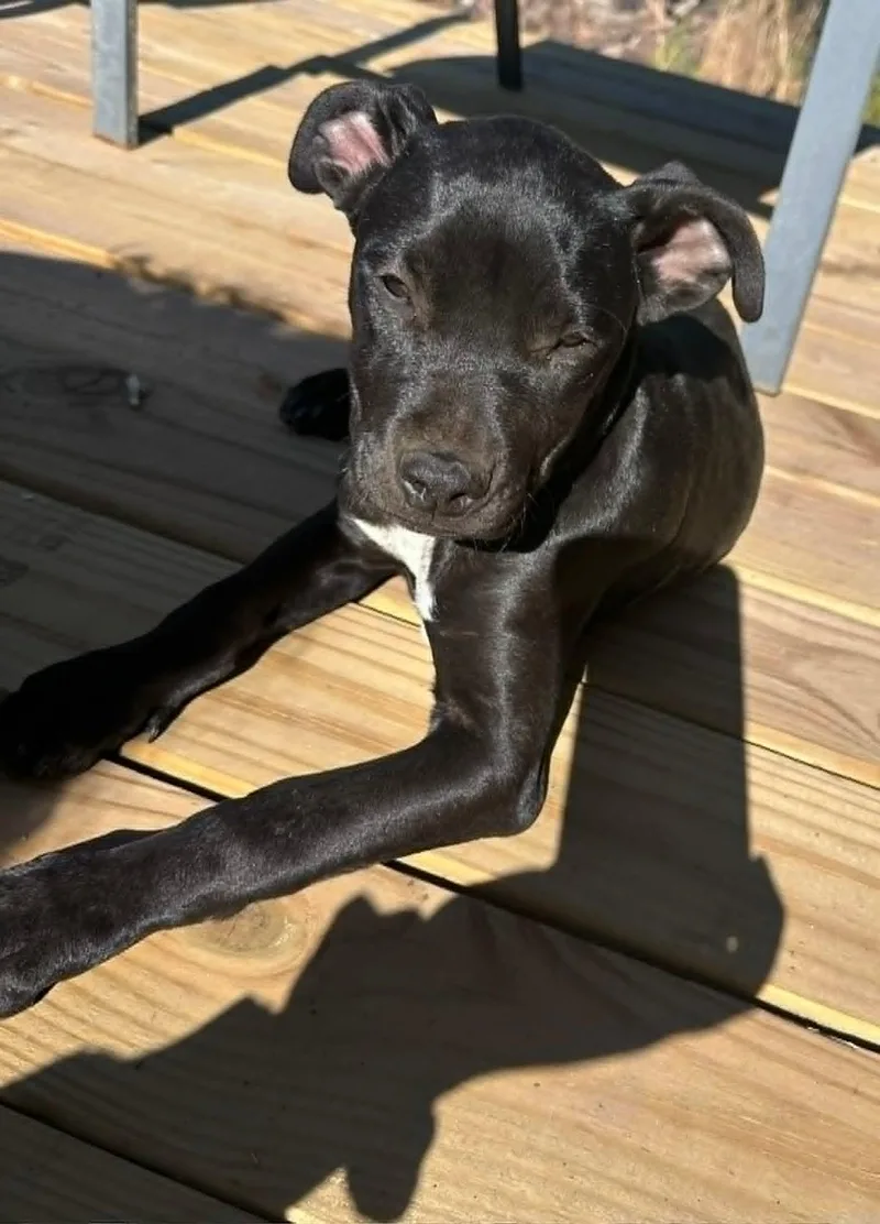 Cleo thumbnail 2