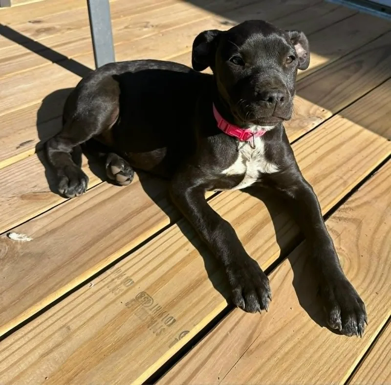 Cleo thumbnail 3