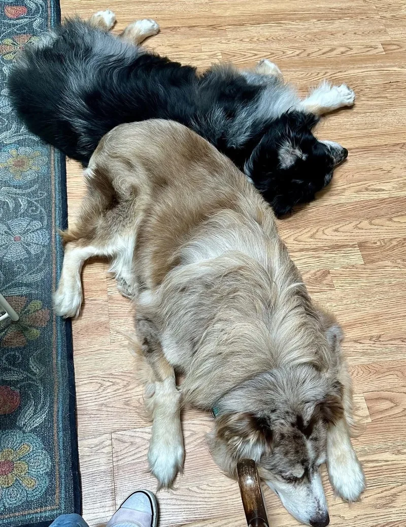 A senior medium-sized male Merle (Blue) Australian Shepherd dog named Oreo for adoption in Alexandria, VA