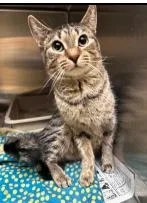 An adult small-sized female Tabby cat named Tigger for adoption in Plymouth, MN