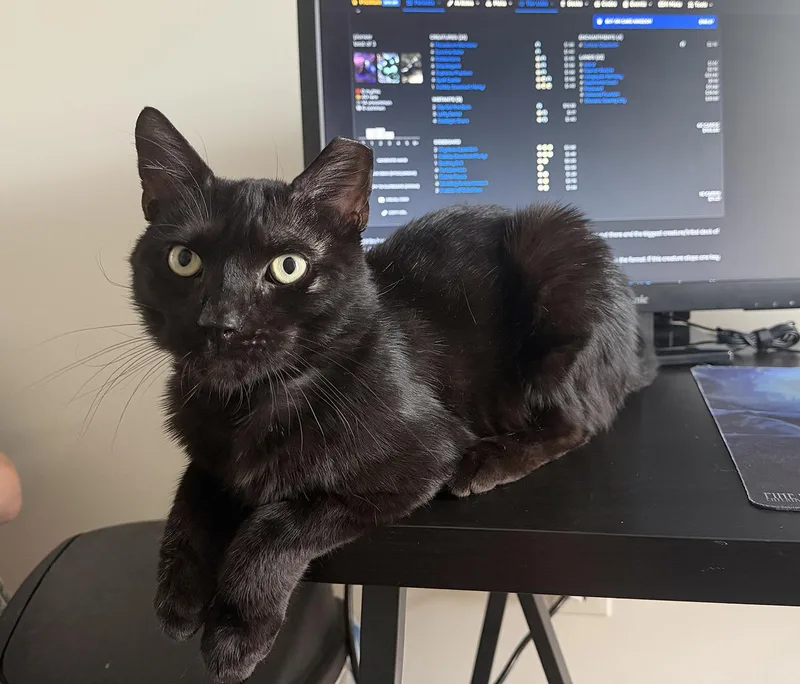 A young medium-sized male Black Domestic Short Hair cat named Baby Meatballs for adoption in Philadelphia, PA