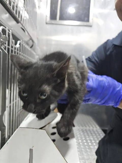A baby medium-sized female Domestic Short Hair cat named Hollow for adoption in Dallas, TX