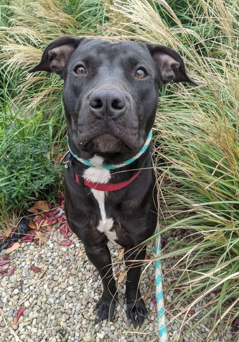 A young medium-sized female Black Pit Bull Terrier dog named Caroline for adoption in Buffalo, NY