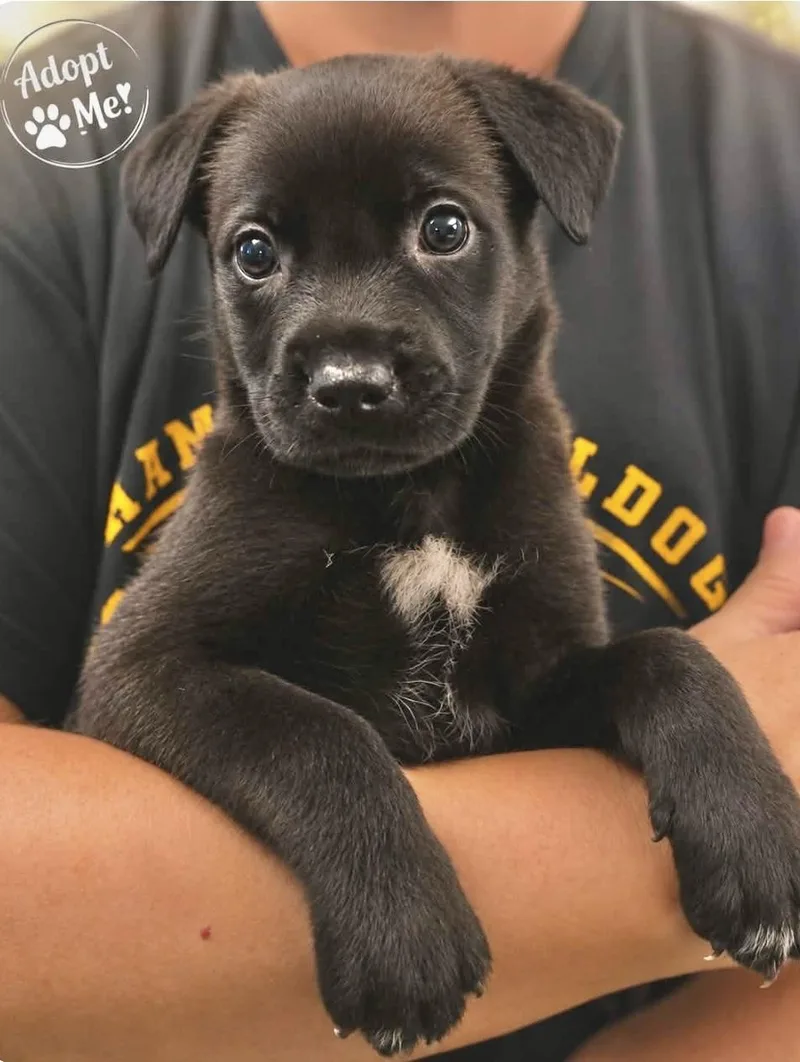 A baby medium-sized female Cane Corso dog named Camdyn for adoption in Manchester, CT