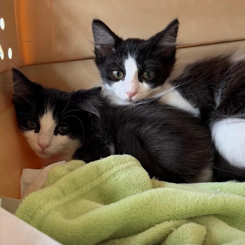 A baby small-sized female Black Domestic Long Hair cat named Violet for adoption in Simi Valley, CA