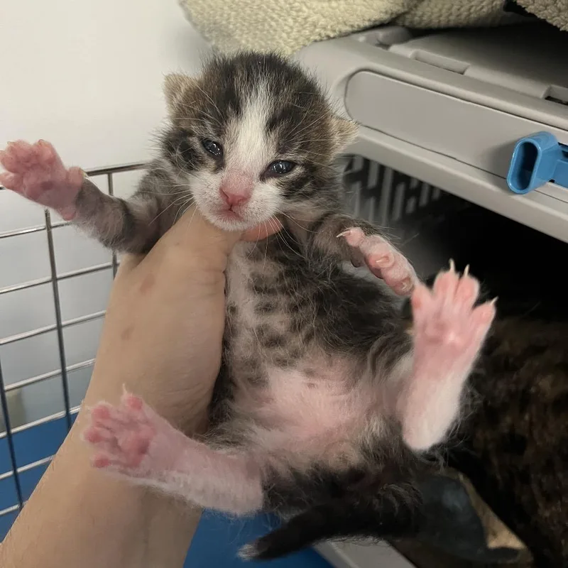 A baby small-sized male Brown / Chocolate Domestic Short Hair cat named Rain Sounds for adoption in Austin, TX