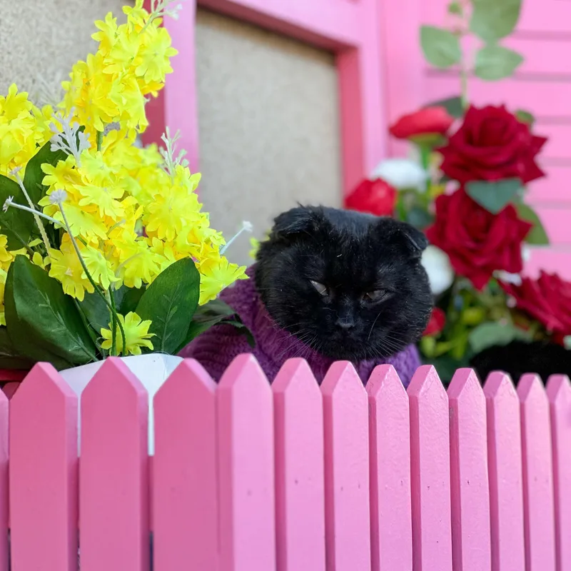 An adult medium-sized male Scottish Fold cat named Lorik for adoption in New York, NY