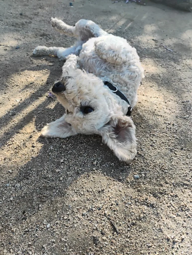 An adult small-sized male Schnauzer dog named Sammy for adoption in Los Angeles, CA