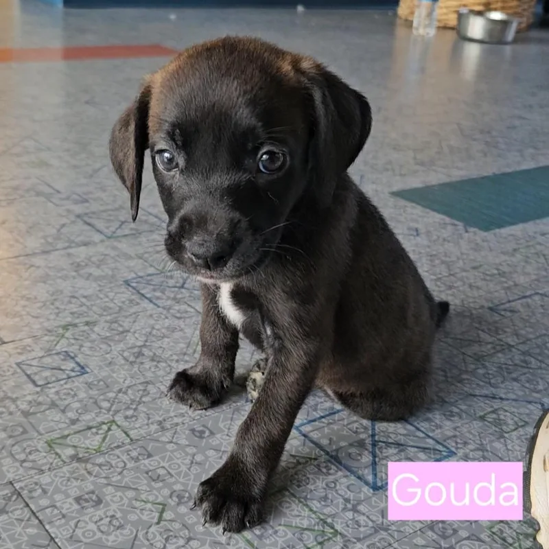 Gouda thumbnail 2