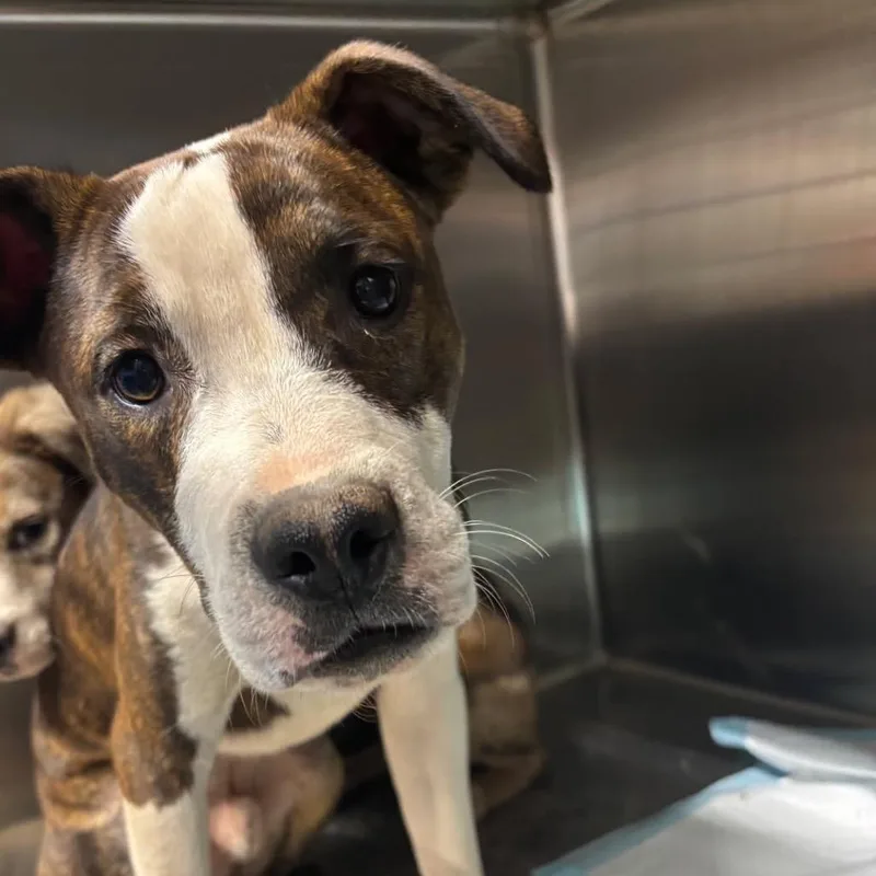 A young medium-sized male Brindle Mixed Breed dog named Freddy for adoption in Pauls Valley, OK