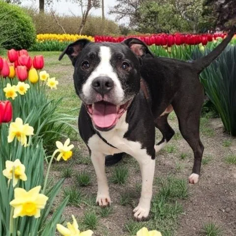 An adult small-sized female Pit Bull Terrier dog named Laura for adoption in Clinton Township, MI